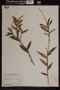 Dilomilis montana image