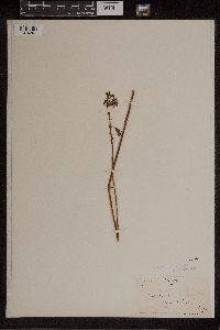 Image of Dipodium punctatum