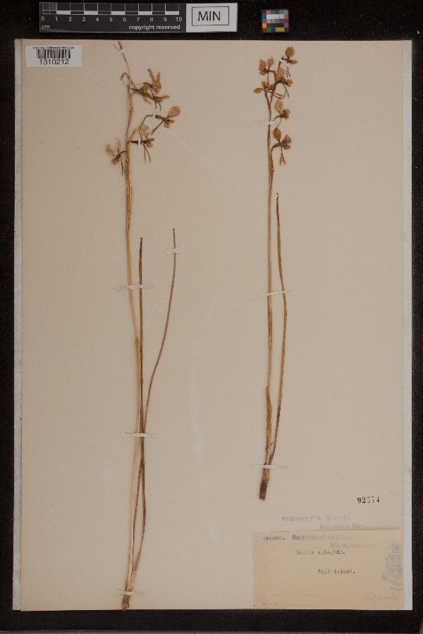 Diuris alba image