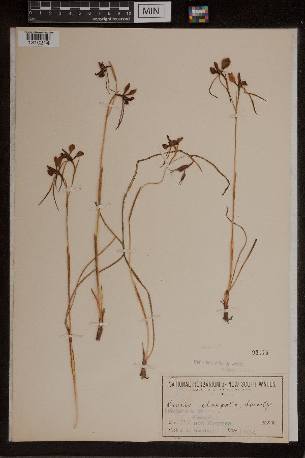 Diuris punctata image