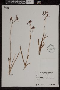 Diuris longifolia image