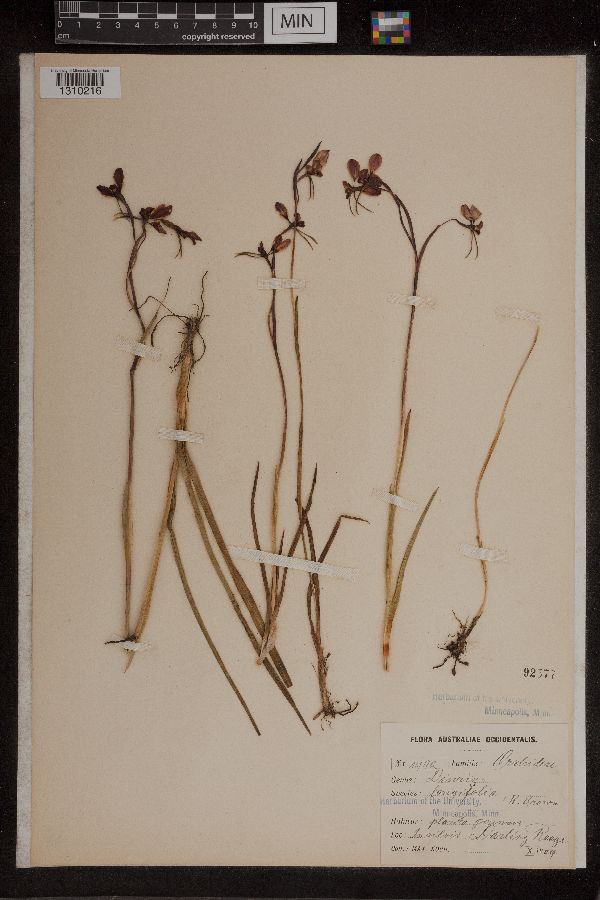 Diuris image