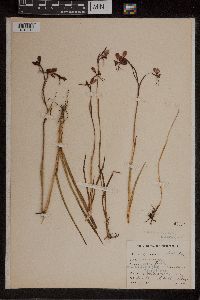 Diuris longifolia image