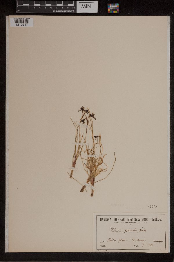 Diuris palustris image