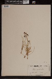 Image of Diuris palustris