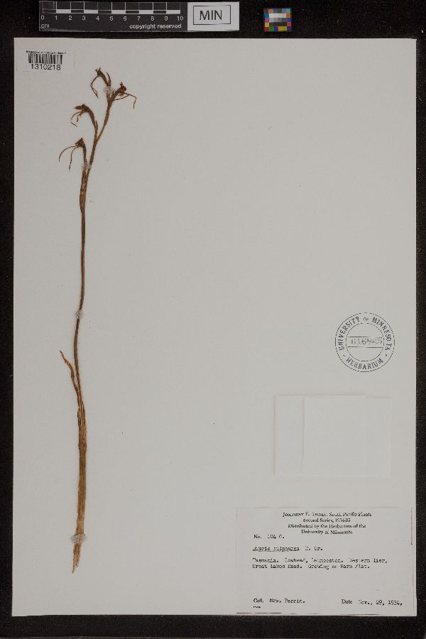 Diuris sulphurea image