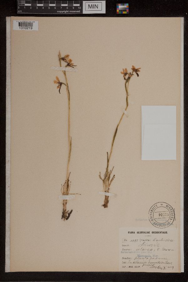 Diuris setacea image