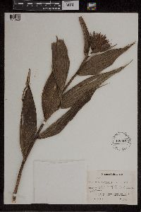 Image of Elleanthus capitatus