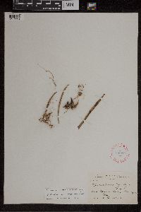 Encyclia tampensis image