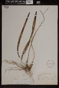 Encyclia tampensis image