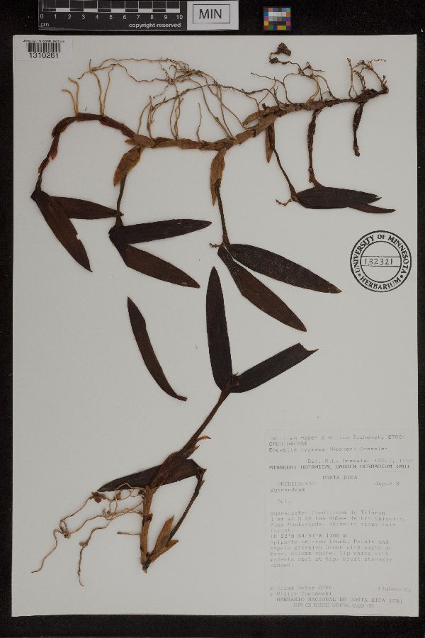 Encyclia pygmaea image