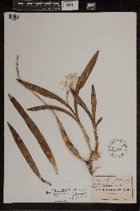 Image of Encyclia radiata