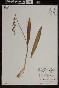 Image of Encyclia varicosa