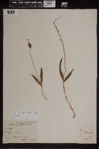 Image of Epidendrum conopseum