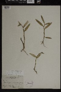 Image of Epidendrum rigidum
