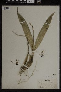 Image of Epidendrum cochleatum