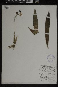 Epidendrum cochleatum image