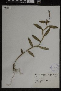 Image of Epidendrum boricuarum