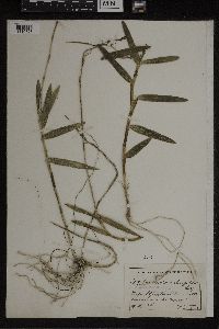 Image of Epidendrum elongatum