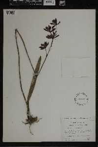 Image of Epidendrum gracile