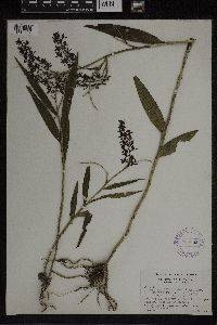 Epidendrum polyanthum image
