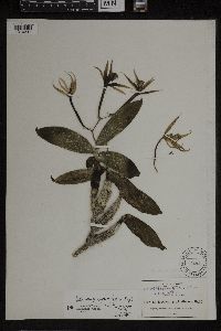 Image of Epidendrum pugioniforme
