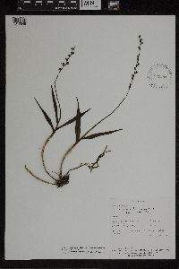 Image of Epidendrum laucheanum