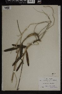 Image of Epidendrum brachycladium