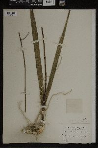 Image of Epidendrum graniticum