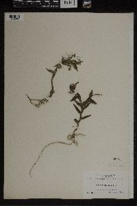 Image of Epidendrum scabrum