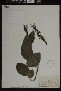 Image of Epipactis latifolia
