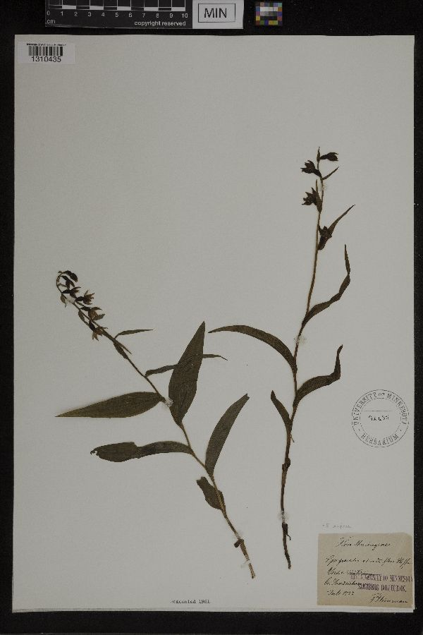 Epipactis purpurata image