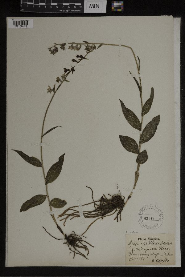 Epipactis helleborine image