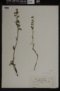 Epipactis microphylla image