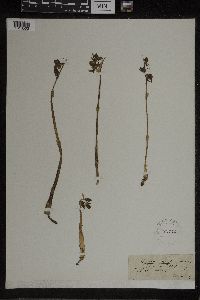 Image of Epipogium aphyllum