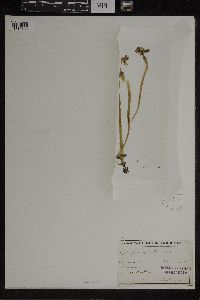 Epipogium aphyllum image
