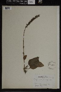 Image of Erythrodes plantaginea