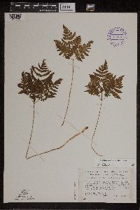 Gymnocarpium x brittonianum image
