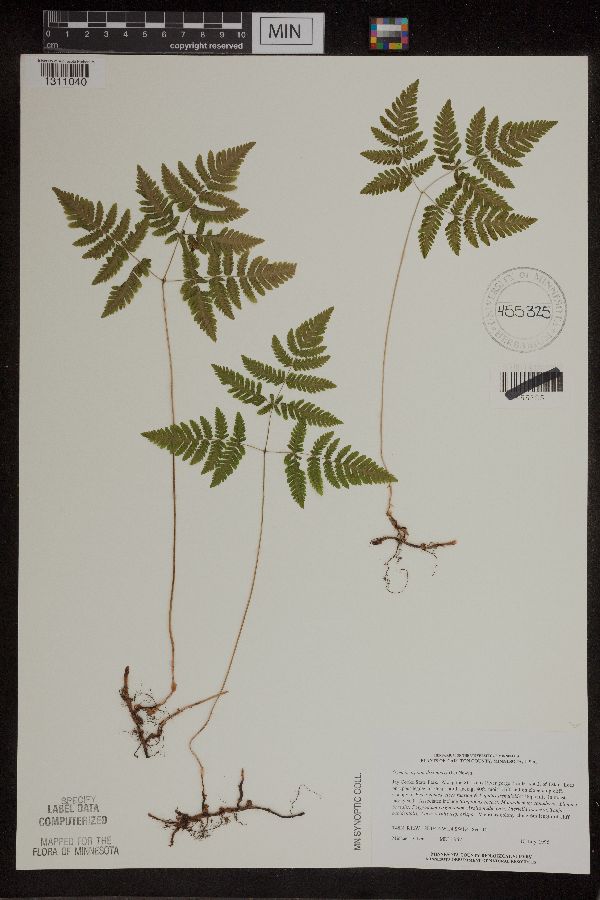 Gymnocarpium dryopteris image