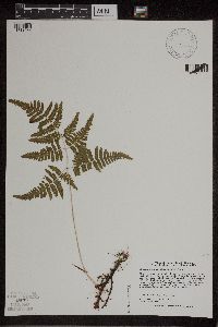 Image of Gymnocarpium robertianum