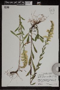 Solidago nemoralis image