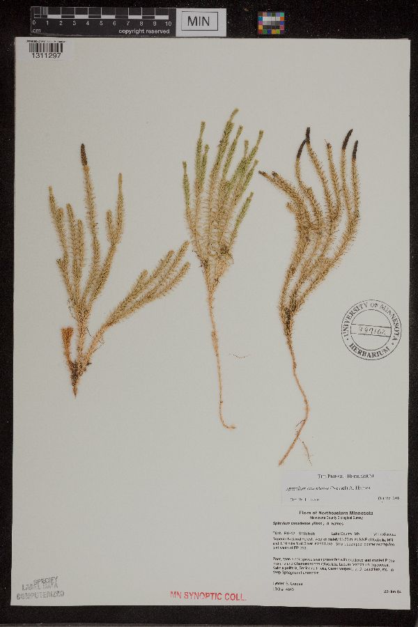 Spinulum annotinum subsp. alpestre image