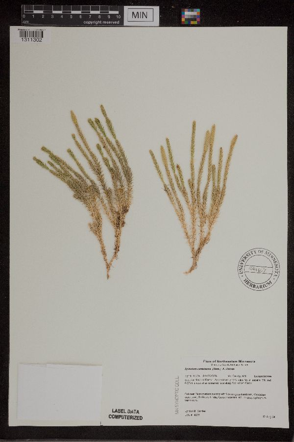 Spinulum canadense image