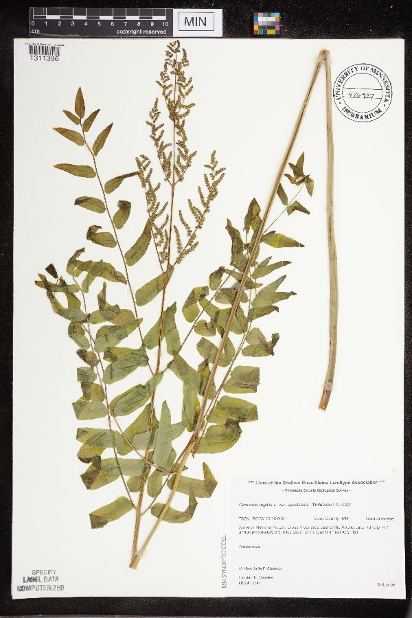 Osmunda regalis var. spectabilis image