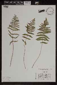 Thelypteris palustris image