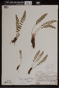Woodsia x gracilis image