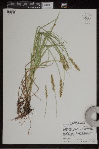 Carex vulpinoidea image