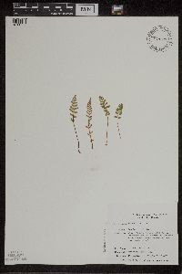 Woodsia ilvensis image