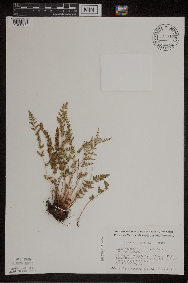 Woodsia oregana subsp. cathcartiana image