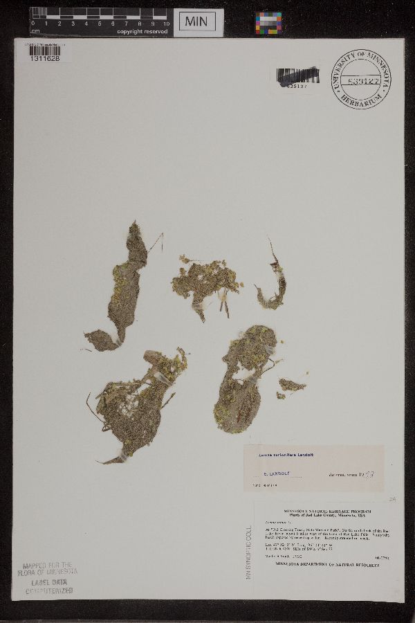 Lemna turionifera image